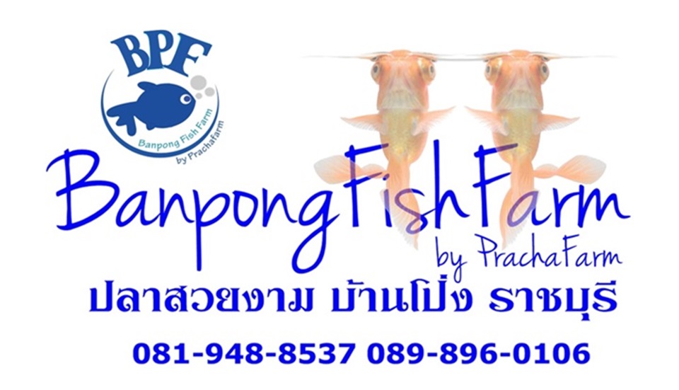 ปลาสวยงาม บ้านโป่ง ราชบุรี