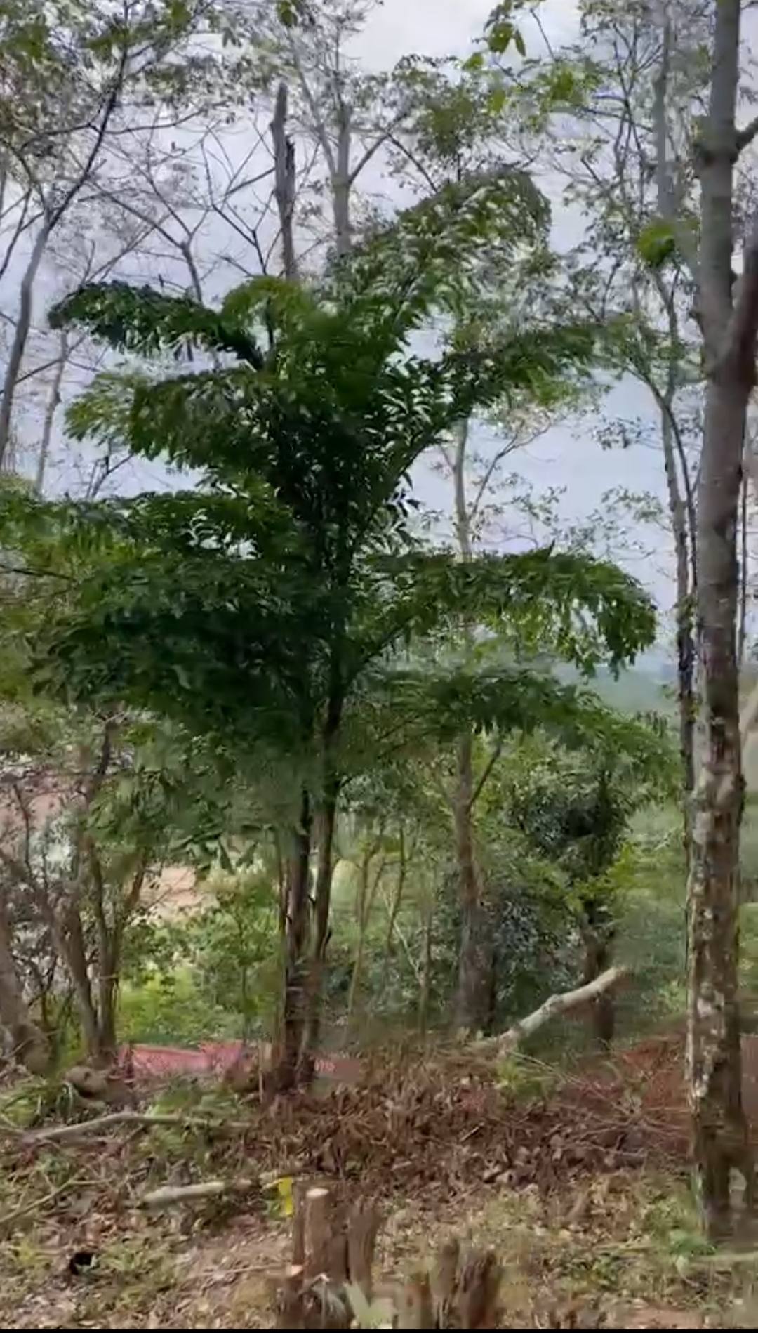 ขายที่ดินเปล่า จำนวน11ไร่ ซ.ลายัน 1 ใกล้หาดลายัน ภูเก็ต