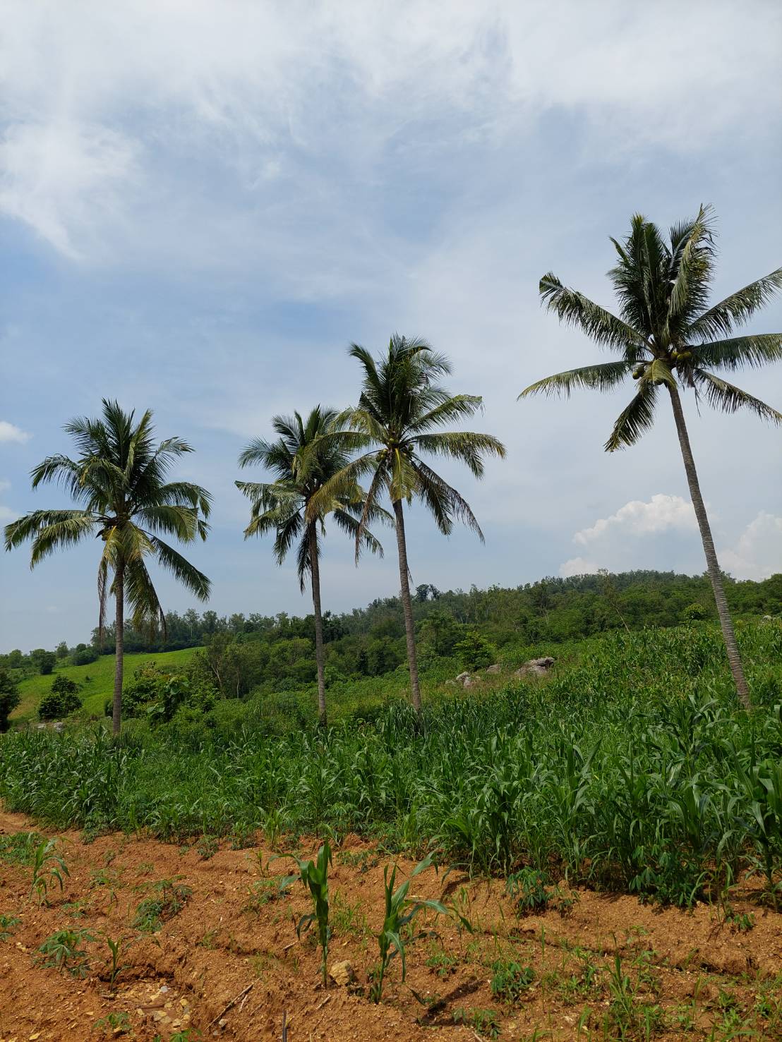 ขาย-ที่ดินเปล่าสวย 10ไร่ 2งาน 96ตรว. ส.ป.ก.4-01 ต.อุดมทรัพย์ อ.วังน้ำเขียว จ.นครราชสีมา