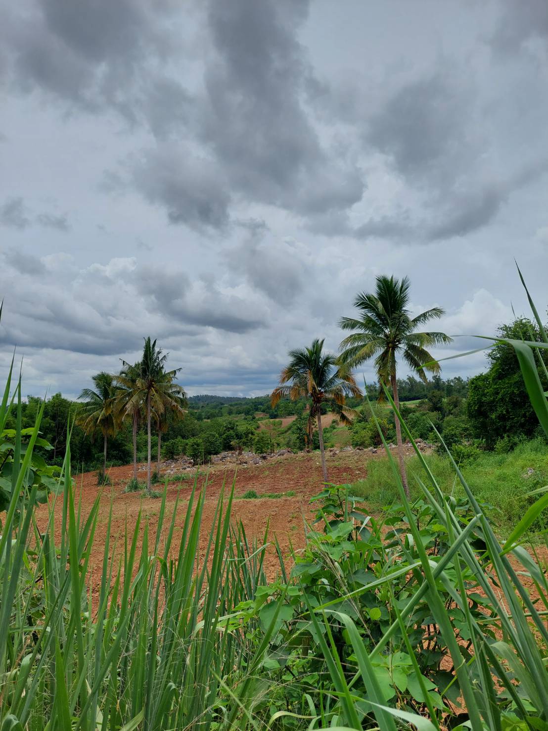 ขาย-ที่ดินเปล่าสวย 10ไร่ 2งาน 96ตรว. ส.ป.ก.4-01 ต.อุดมทรัพย์ อ.วังน้ำเขียว จ.นครราชสีมา