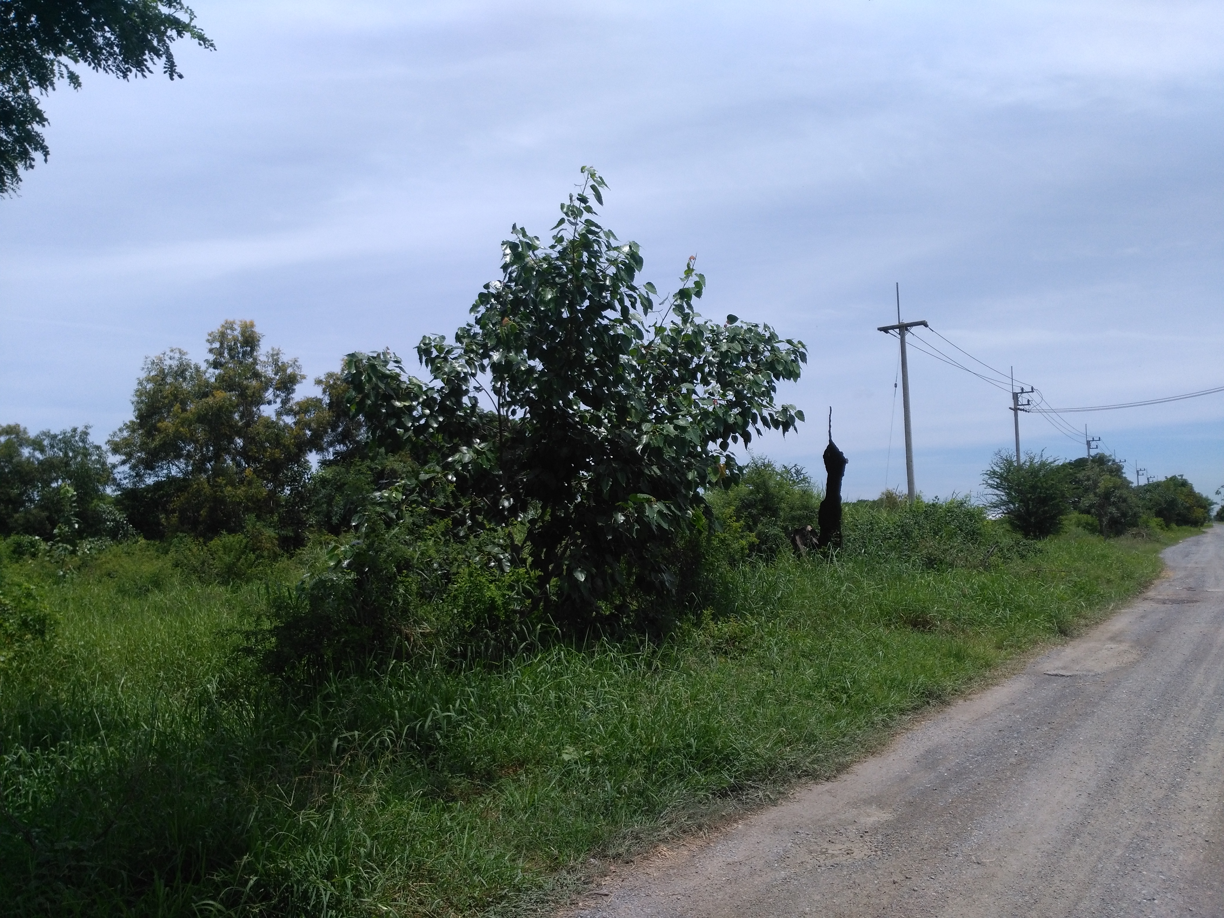 ที่ดินเปล่า10ไร่ติดมอร์เตอร์เวย์ขาออกคลองหลวง