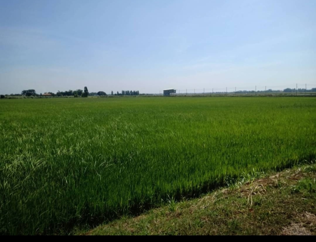 ขาย-ที่ดินเปล่า16ไร่ ต.เสาธงเก่า อ.บางปะหัน จ.อยุธยา