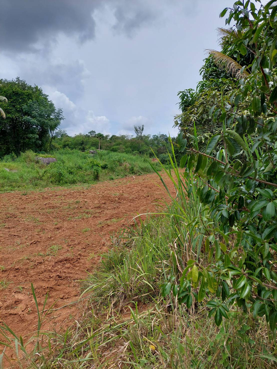 ขาย-ที่ดินเปล่าสวย 10ไร่ 2งาน 96ตรว. ส.ป.ก.4-01 ต.อุดมทรัพย์ อ.วังน้ำเขียว จ.นครราชสีมา