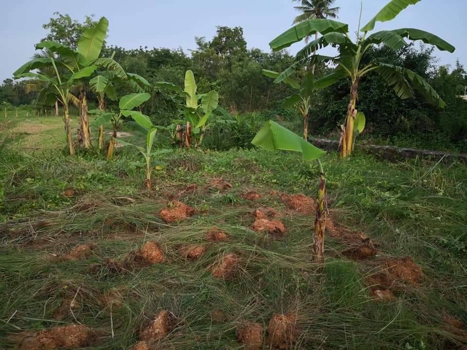 ขาย-ที่ดินเปล่า 1งาน ต.หนองปรืออ.บางละมุงจ.ชลบุรี