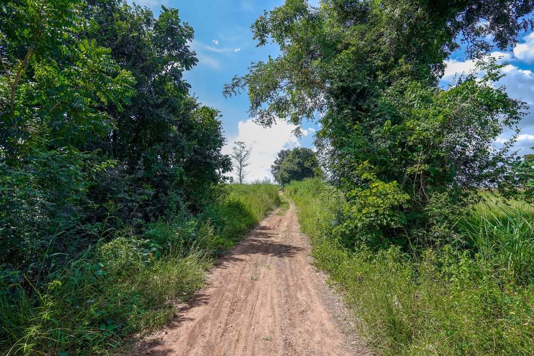 ขาย-ที่ดินเปล่าจำนวน 20 ไร่ ต.หนองจะบกอำเภอปักธงชัยจังหวัดนครราชสีมา