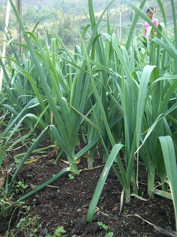 กระเทียมต้น Leek