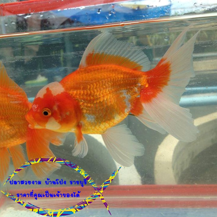 ออรันดา ยักษ์ 4"