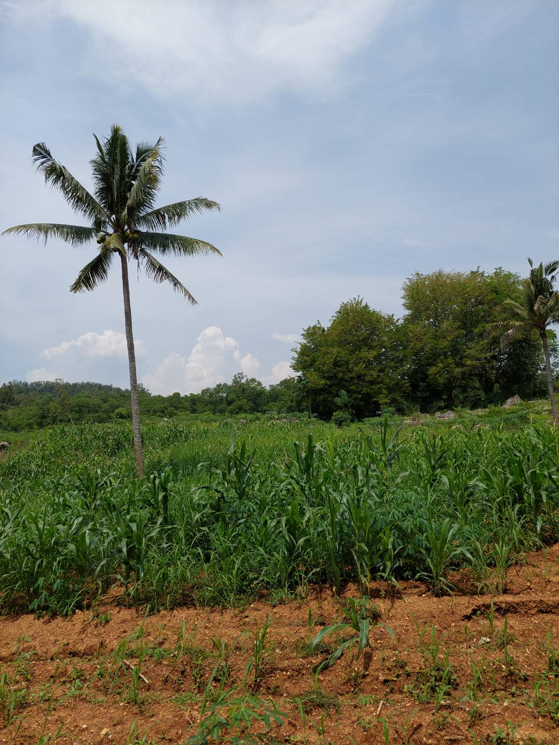 ขาย-ที่ดินเปล่าสวย 10ไร่ 2งาน 96ตรว. ส.ป.ก.4-01 ต.อุดมทรัพย์ อ.วังน้ำเขียว จ.นครราชสีมา