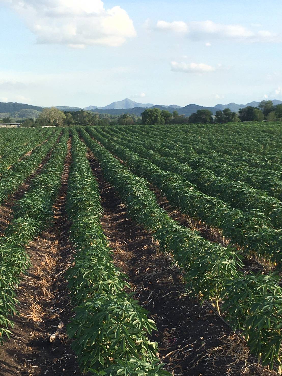 ขาย-ที่ดินเปล่า 168ไร่89ตรว.ต.แสลงพัน อ.วังม่วง จ.สระบุรี