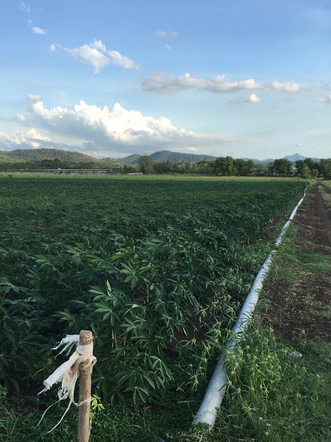 ขาย-ที่ดินเปล่า 168ไร่89ตรว.ต.แสลงพัน อ.วังม่วง จ.สระบุรี