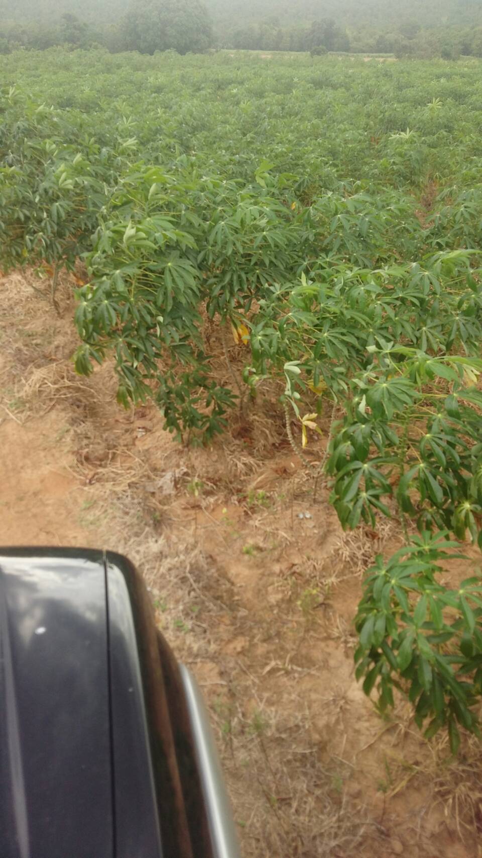 ขาย-ที่ดินเปล่า 1069ไร่ ต.ครบุรีใต้ อ.ครบุรี จ.นครราชสีมา