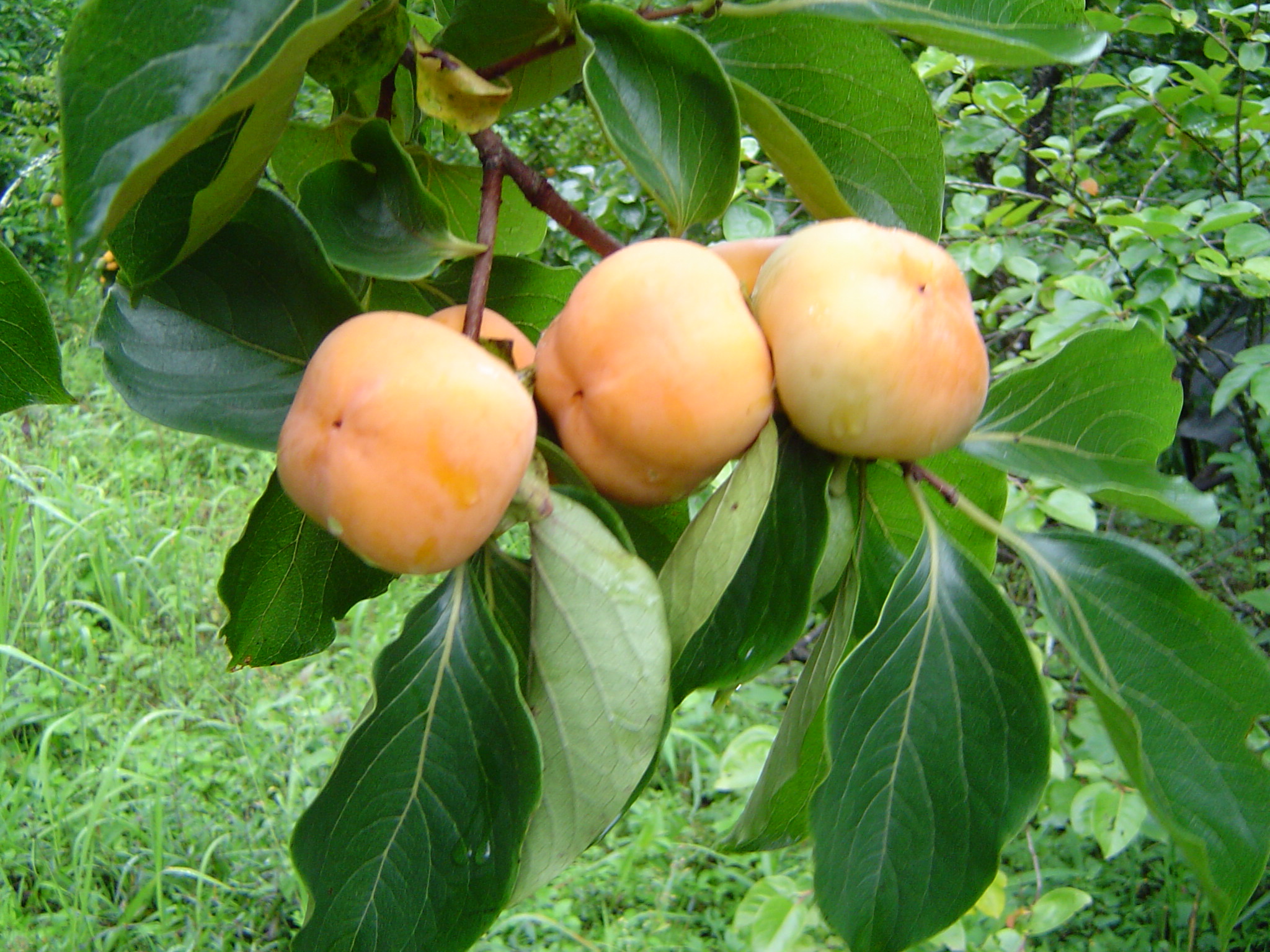 ลูกพลับ Persimmon