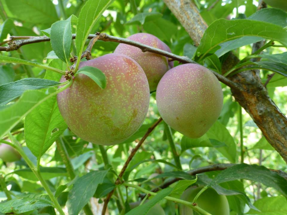 ลูกพลัม Plum