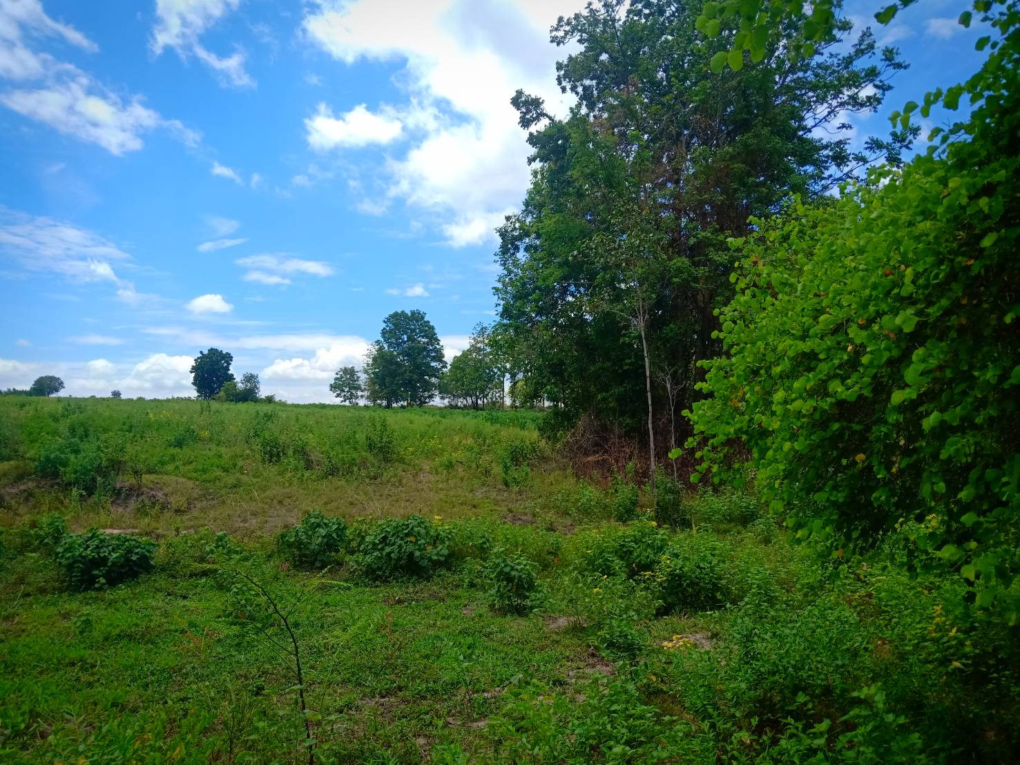 ขาย-ที่ดินเปล่ จำนวน888ไร่ ต.ตะขบ อ.ปักธงชัย จ.นครราชสีมา