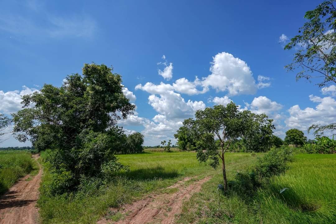 ขาย-ที่ดินเปล่าจำนวน 20 ไร่ ต.หนองจะบกอำเภอปักธงชัยจังหวัดนครราชสีมา