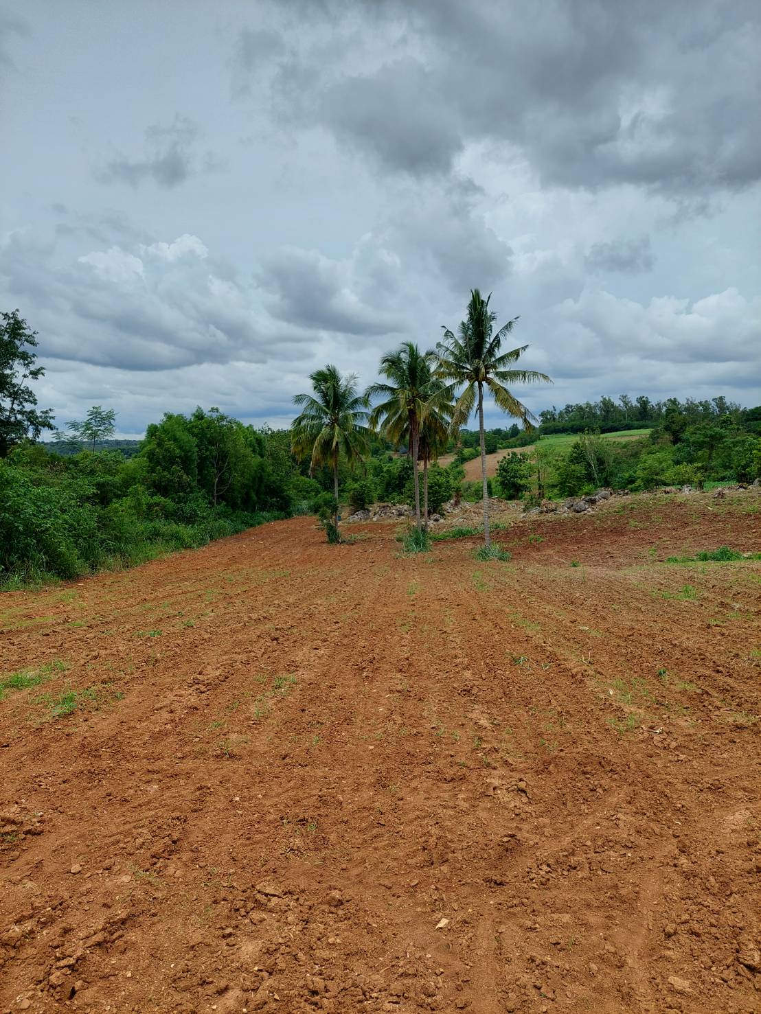 ขาย-ที่ดินเปล่าสวย 10ไร่ 2งาน 96ตรว. ส.ป.ก.4-01 ต.อุดมทรัพย์ อ.วังน้ำเขียว จ.นครราชสีมา