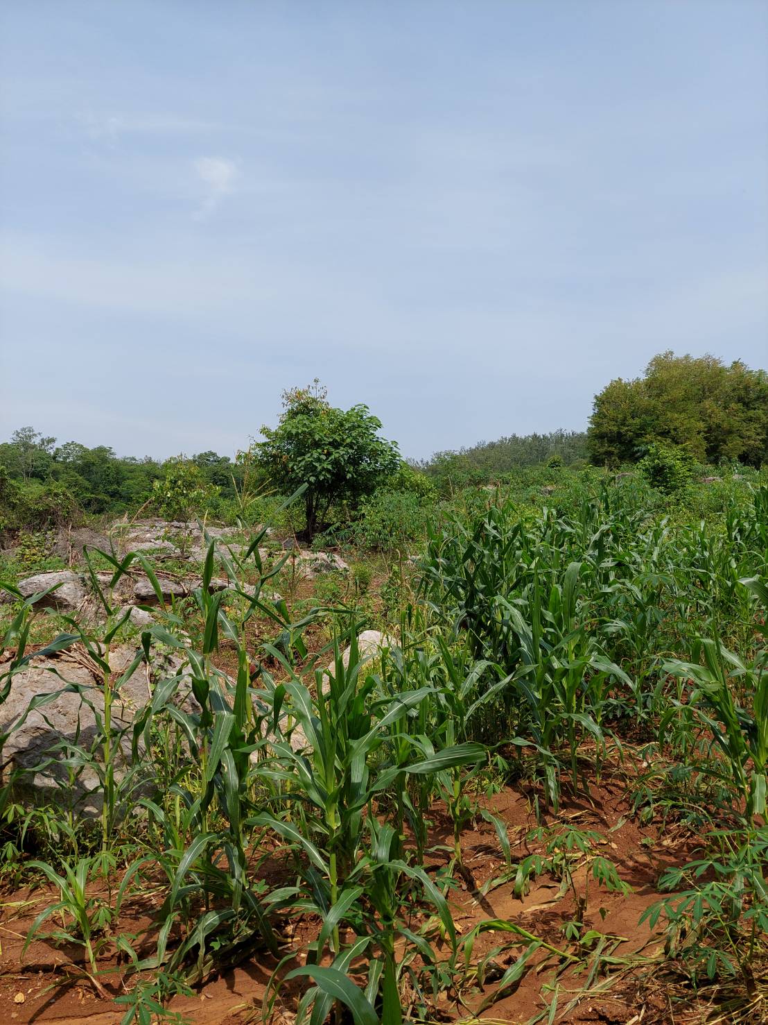 ขาย-ที่ดินเปล่าสวย 10ไร่ 2งาน 96ตรว. ส.ป.ก.4-01 ต.อุดมทรัพย์ อ.วังน้ำเขียว จ.นครราชสีมา