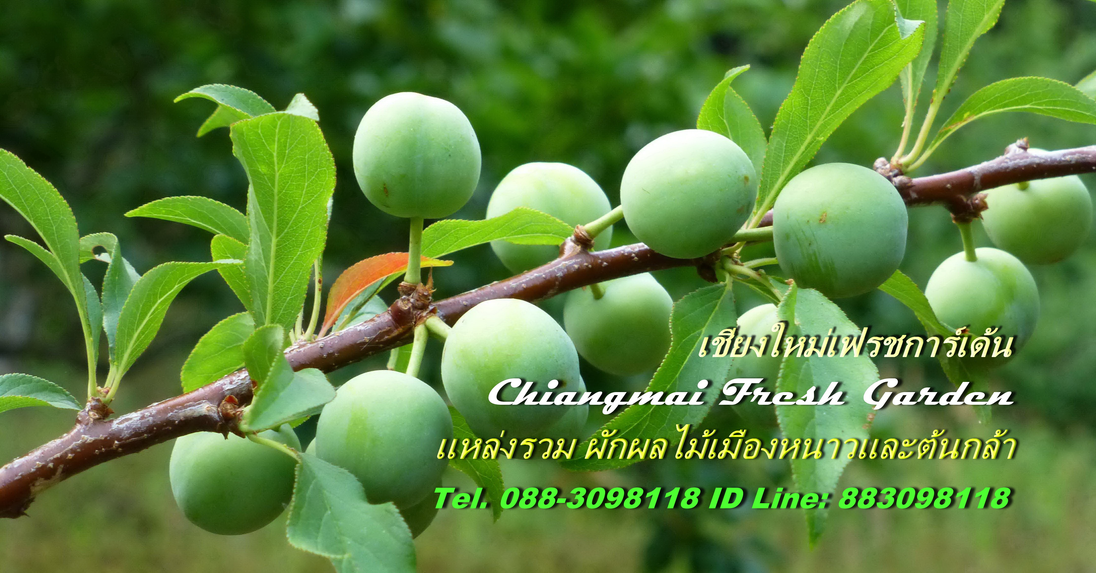 เชียงใหม่เฟรชการ์เด้น Chiangmai Fresh Garden