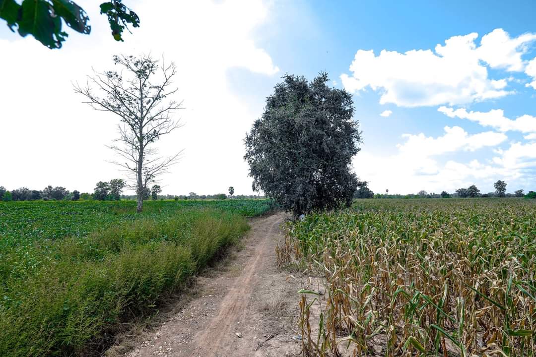 ขาย-ที่ดินเปล่าจำนวน 20 ไร่ ต.หนองจะบกอำเภอปักธงชัยจังหวัดนครราชสีมา