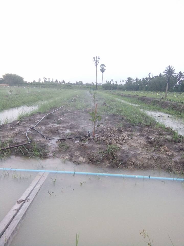 งานออกแบบติดตั้งระบบควบคุมการรดน้ำ