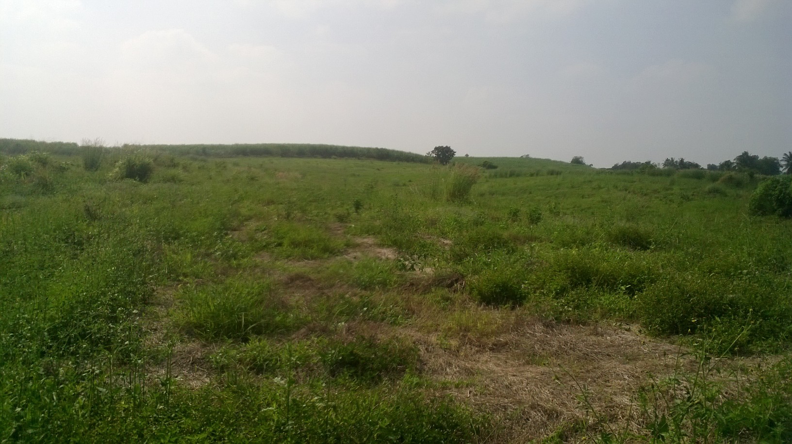 ที่ดินเปล่า230ไร่ แบ่งขายเป็นแปลงต.วังกะทะ(หมูสี )ติดวังน้ำเขียว นครราชสีมา