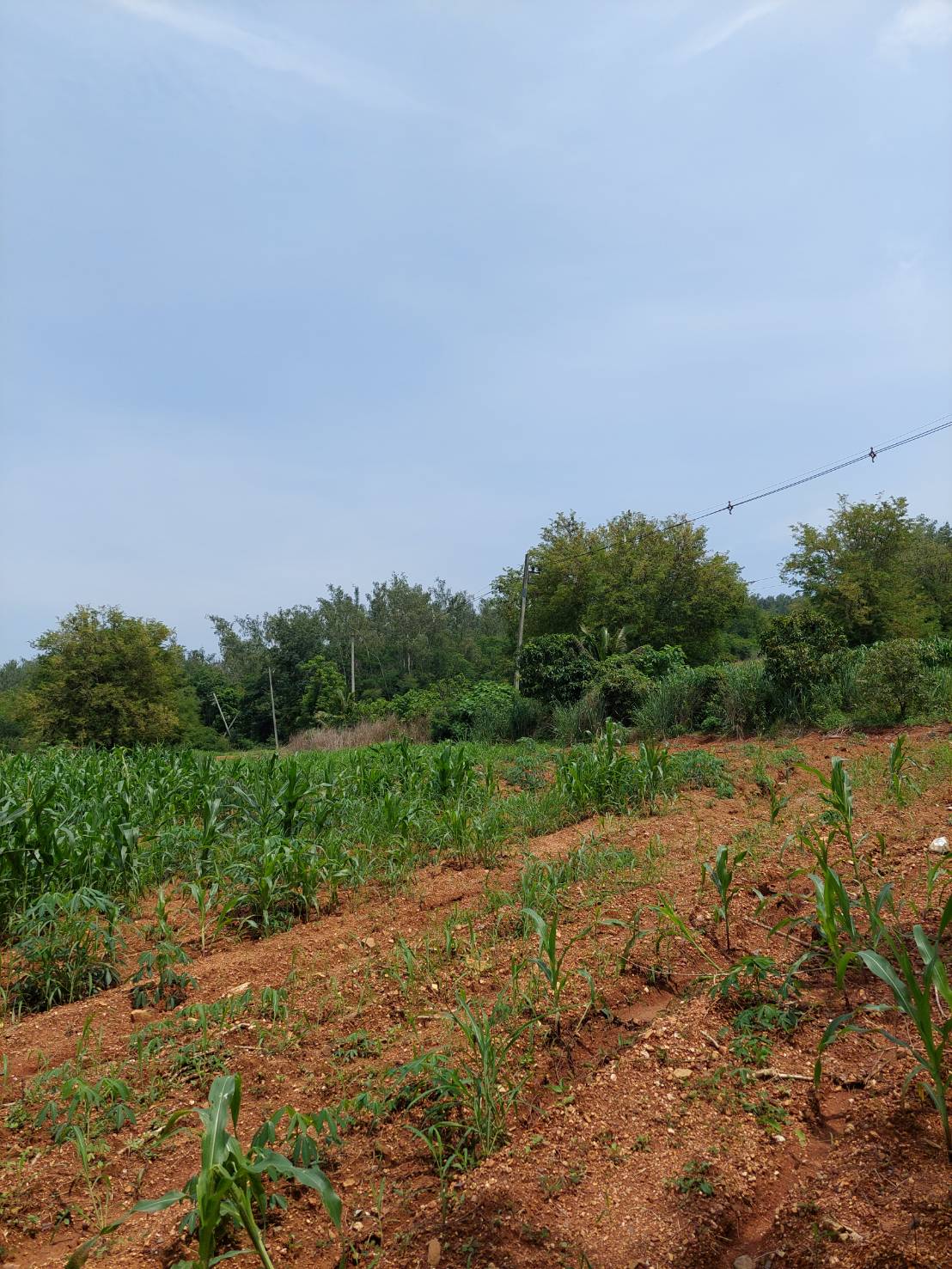 ขาย-ที่ดินเปล่าสวย 10ไร่ 2งาน 96ตรว. ส.ป.ก.4-01 ต.อุดมทรัพย์ อ.วังน้ำเขียว จ.นครราชสีมา