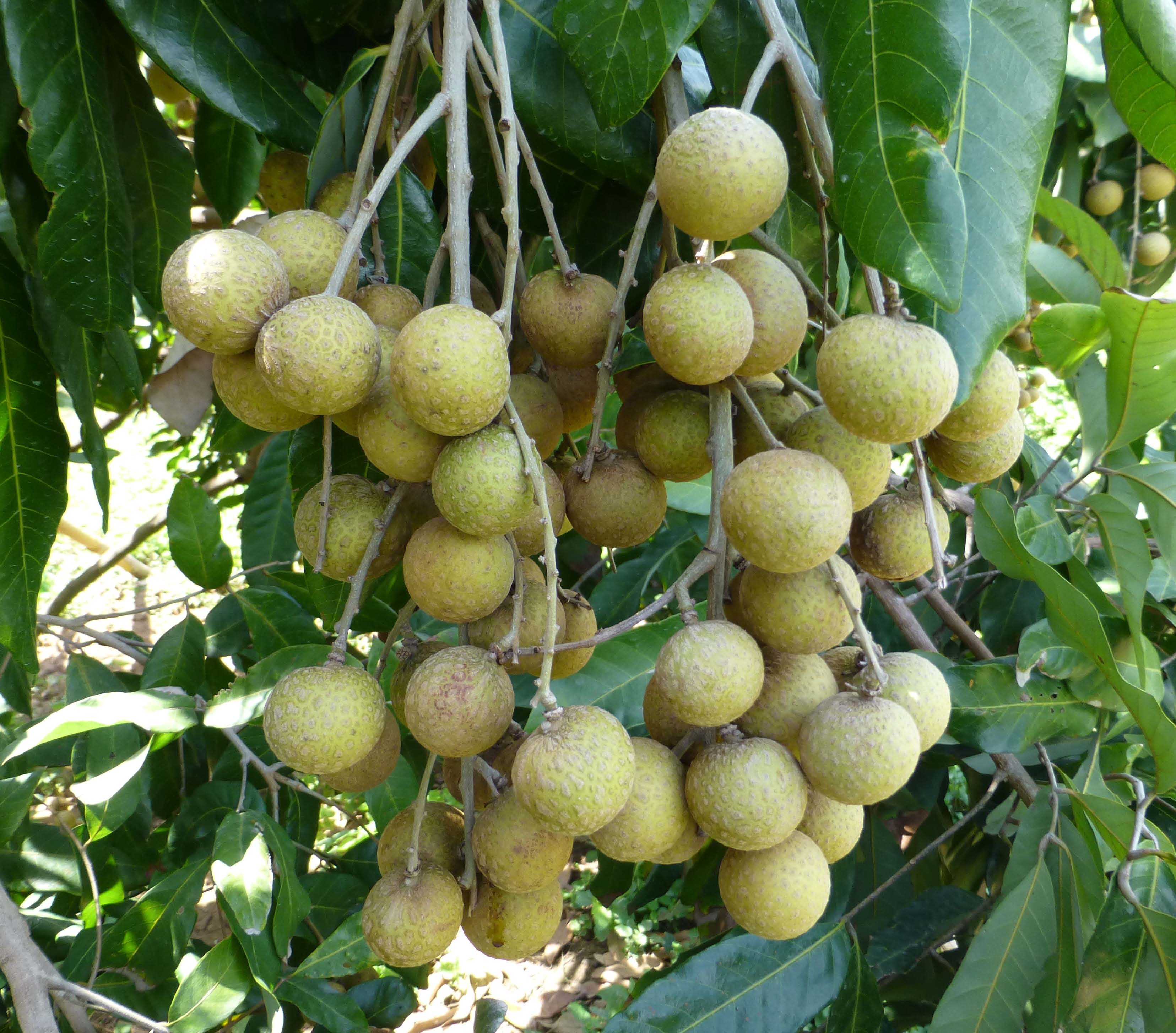 ลำไย Longan