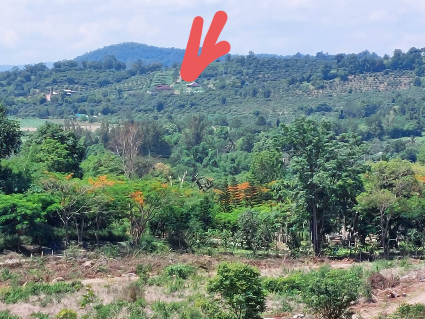 ขาย-ที่ดินเปล่าสวยเขาใหญ่ พื้นที่ 77ไร่ ต..วังไทร อ.ปากช่อง จ.นครราชสีมา