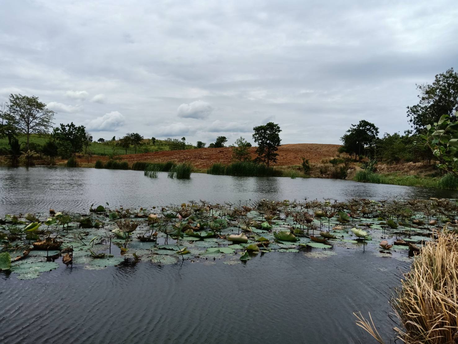 ขาย-ที่ดินเปล่า หมูสี ปากช่อง เขาใหญ่