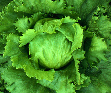 สลัดแก้ว Iceberg Lettuce