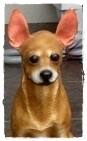 ตุ๊กตาสุนัข ปูนปั้น พันธุ์ชิวาวา (Chihuahua) Size L