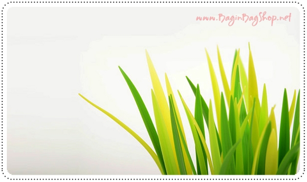Pooleaf ปากการูปต้นหญ้า
