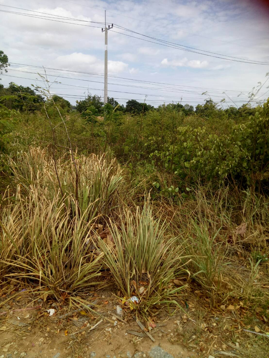 ขาย-ที่ดินเปล่า จำนวน2500ไร่ ถ กบินทร์บุรี-ปักธงชัย(304)ต.งิ้ว อ.ปักธงชัย จ.นครราชสีมา