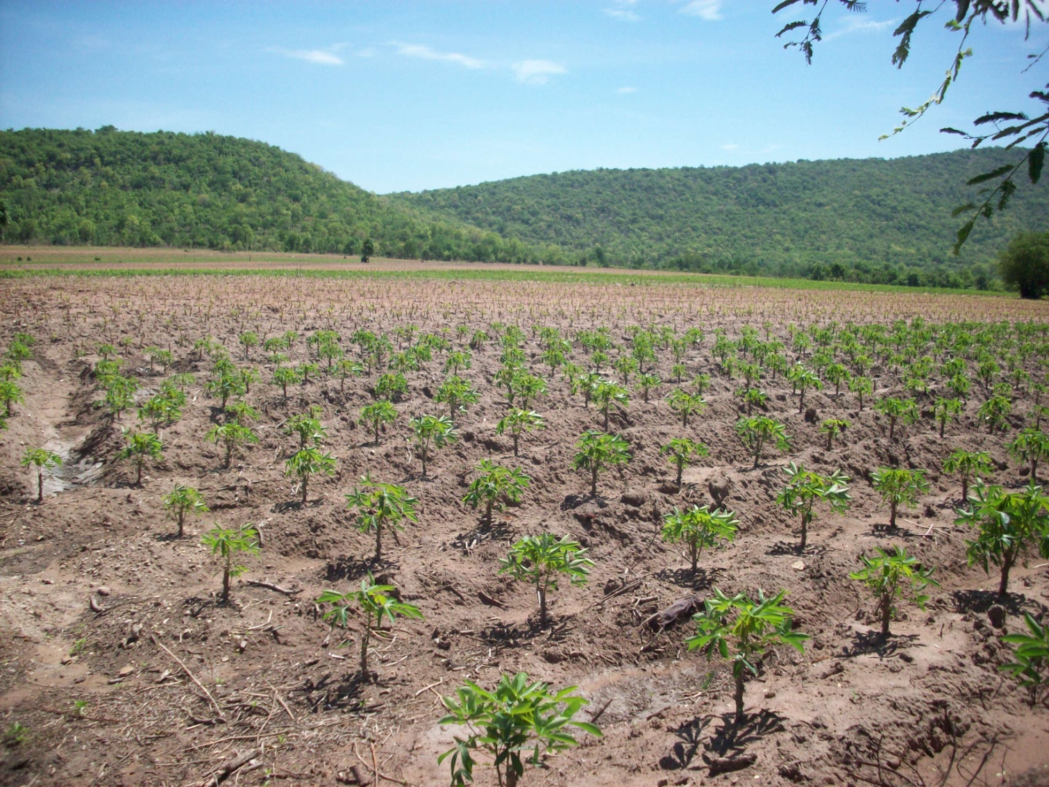 ขาย - ที่ดิน 400 ไร่ พัฒนานิคม ลพบุรี (แปลงที่1)
