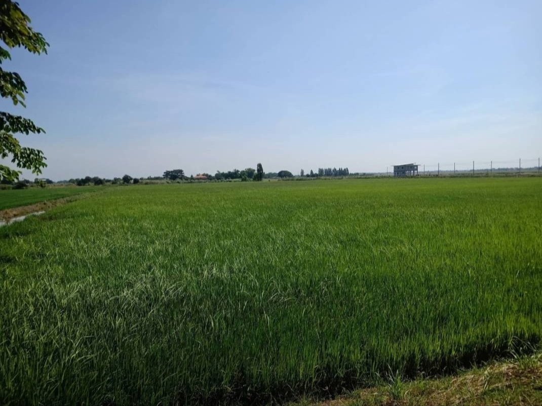 ขาย-ที่ดินเปล่า16ไร่ ต.เสาธงเก่า อ.บางปะหัน จ.อยุธยา