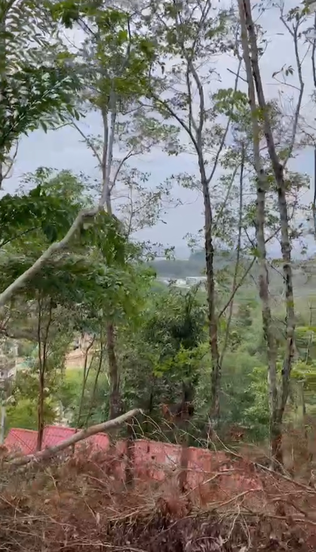 ขายที่ดินเปล่า จำนวน11ไร่ ซ.ลายัน 1 ใกล้หาดลายัน ภูเก็ต