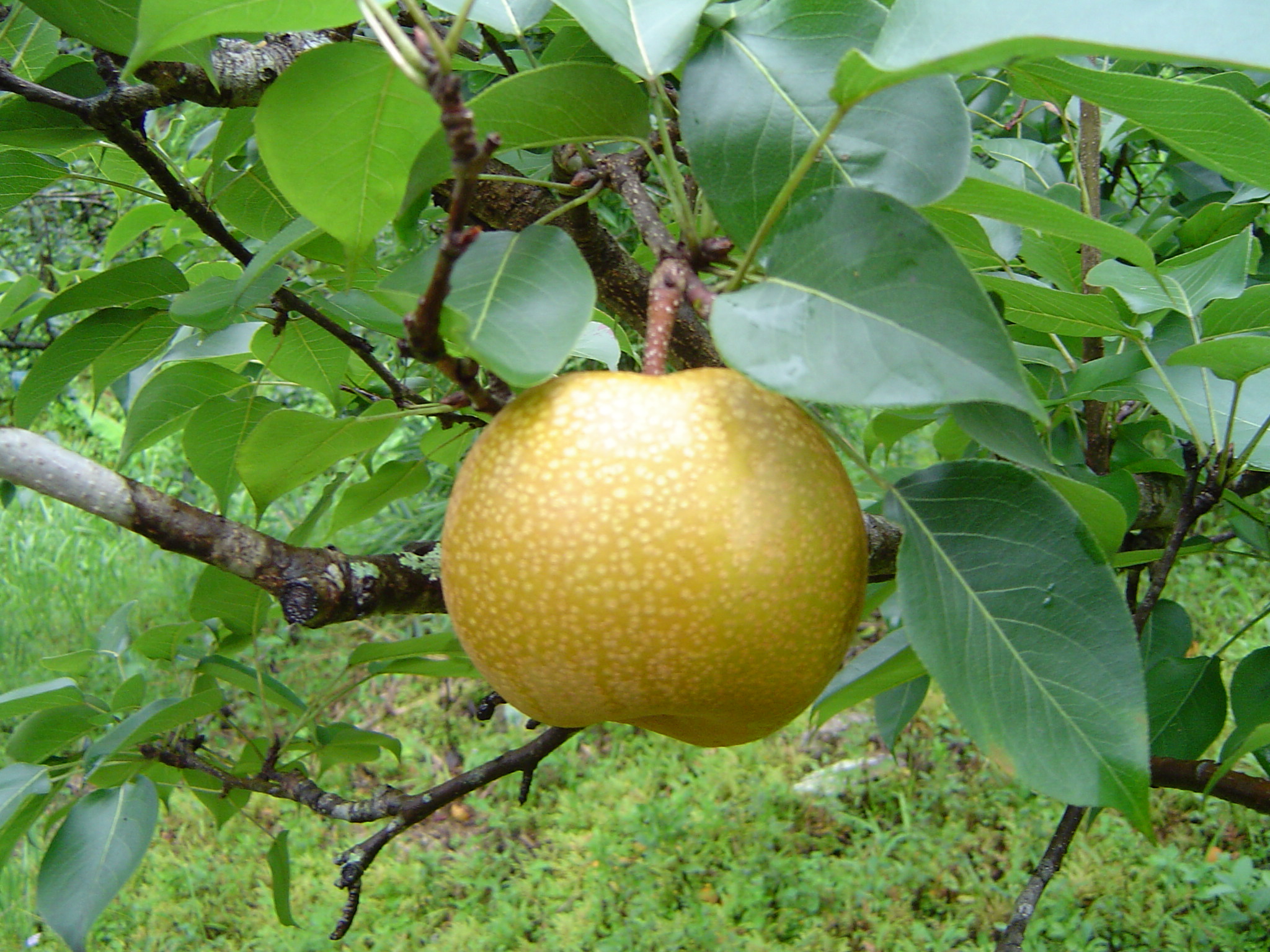 สาลี่ Chinese Pear