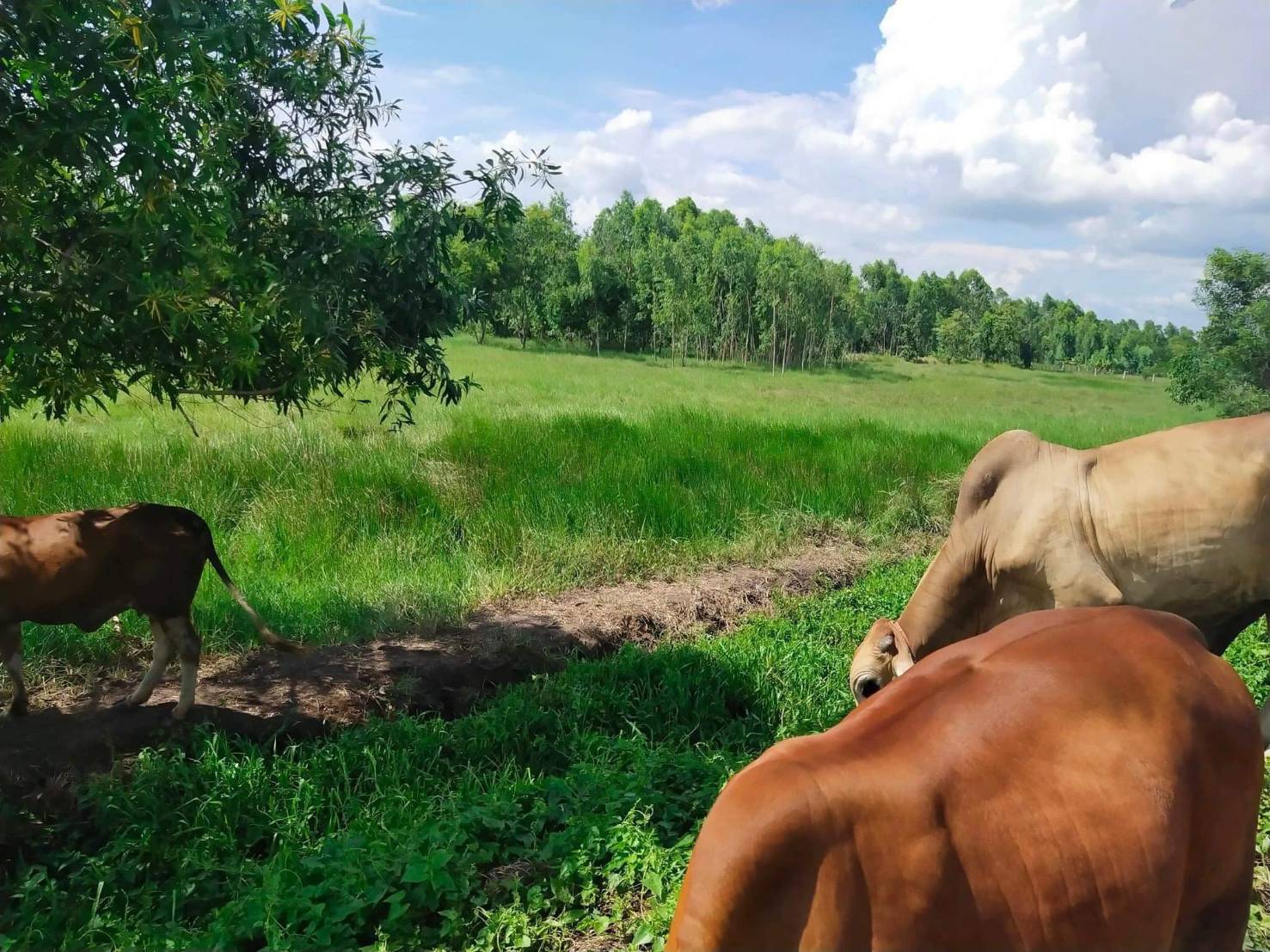 ขาย-ที่ดินเปล่าจำนวน 2 ไร่ 2 งาน 70 ตารางวาตำบลดอนยออำเภอเมืองนครนายกจังหวัดนครนายก