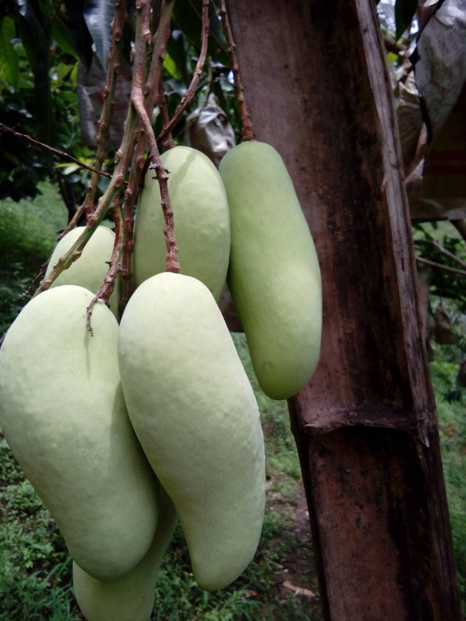 มะม่วงมหาชนก Mahachanok Mango