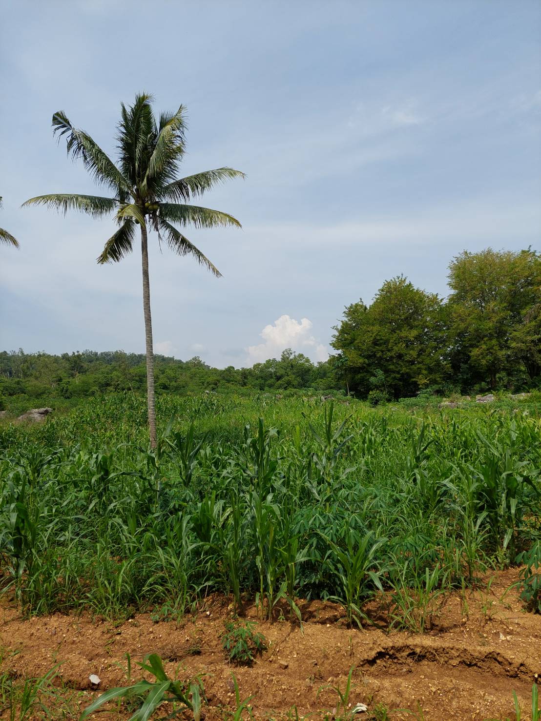 ขาย-ที่ดินเปล่าสวย 10ไร่ 2งาน 96ตรว. ส.ป.ก.4-01 ต.อุดมทรัพย์ อ.วังน้ำเขียว จ.นครราชสีมา