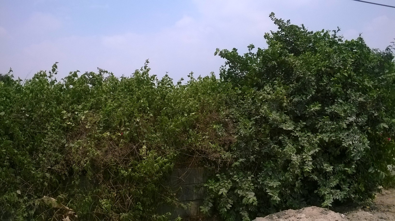 ขาย-เช่าโกดังจำนวน 2ไร่ ต.ตะเคียนเตี้ยอ.บางละมุง ชลบุรี