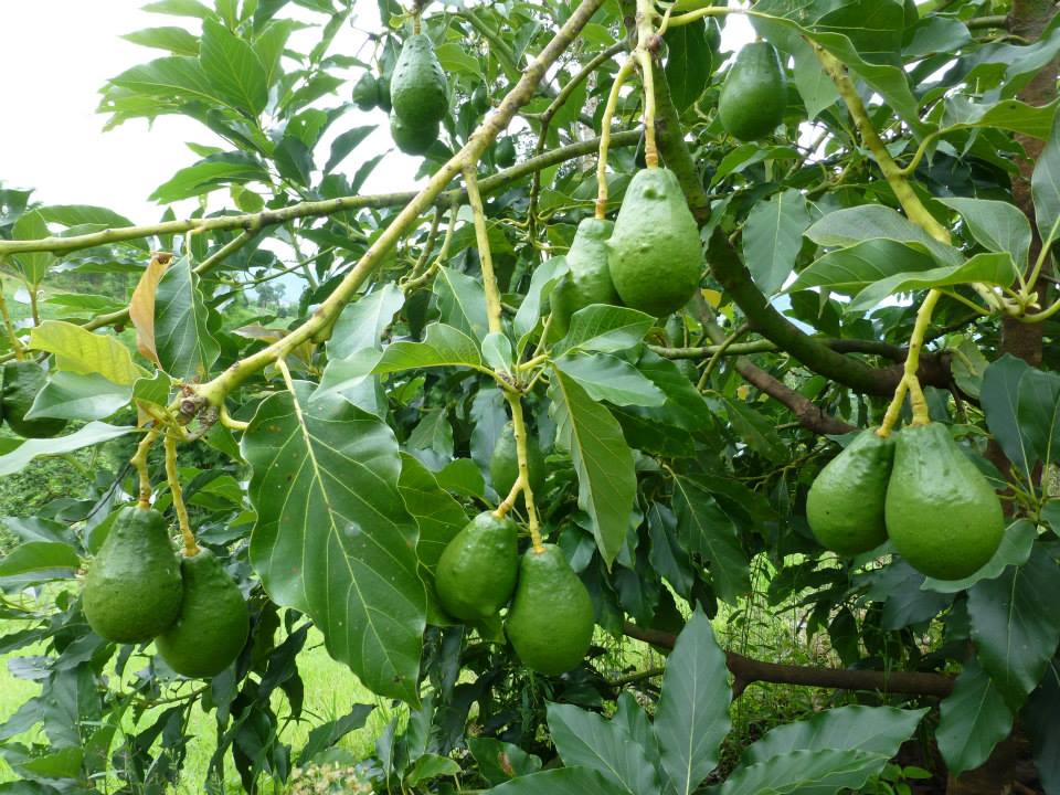 อะโวคาโด้ Avocado