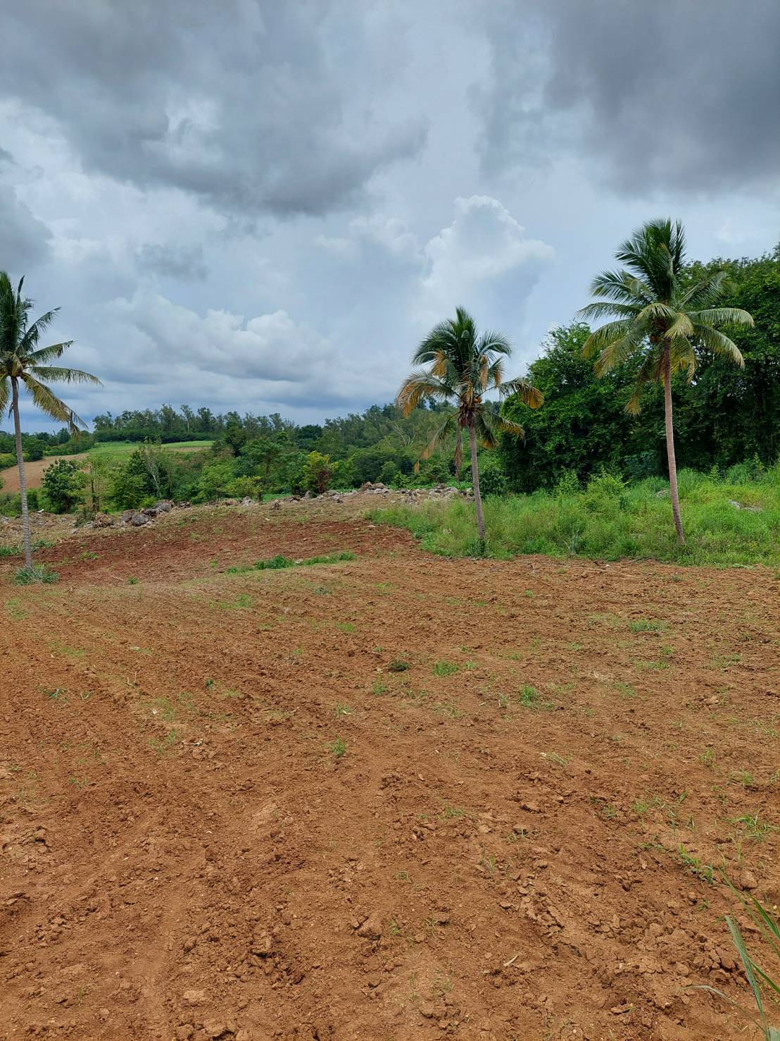 ขาย-ที่ดินเปล่าสวย 10ไร่ 2งาน 96ตรว. ส.ป.ก.4-01 ต.อุดมทรัพย์ อ.วังน้ำเขียว จ.นครราชสีมา