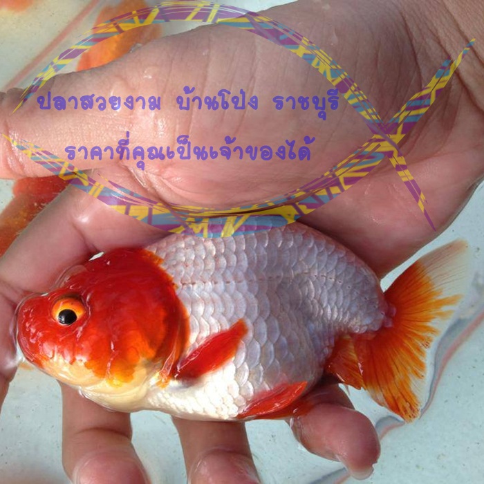 สิงห์ หัวแดง ขนาด 3 นิ้ว
