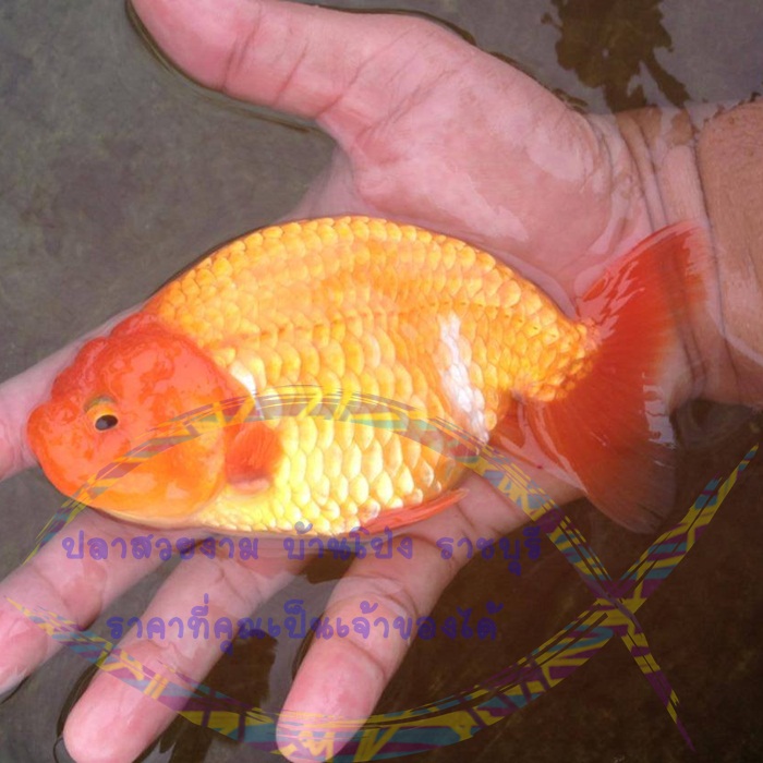 สิงห์ญี่ปุ่น เพศเมีย ขนาด 4.8 นิ้ว อายุ 7 เดือน