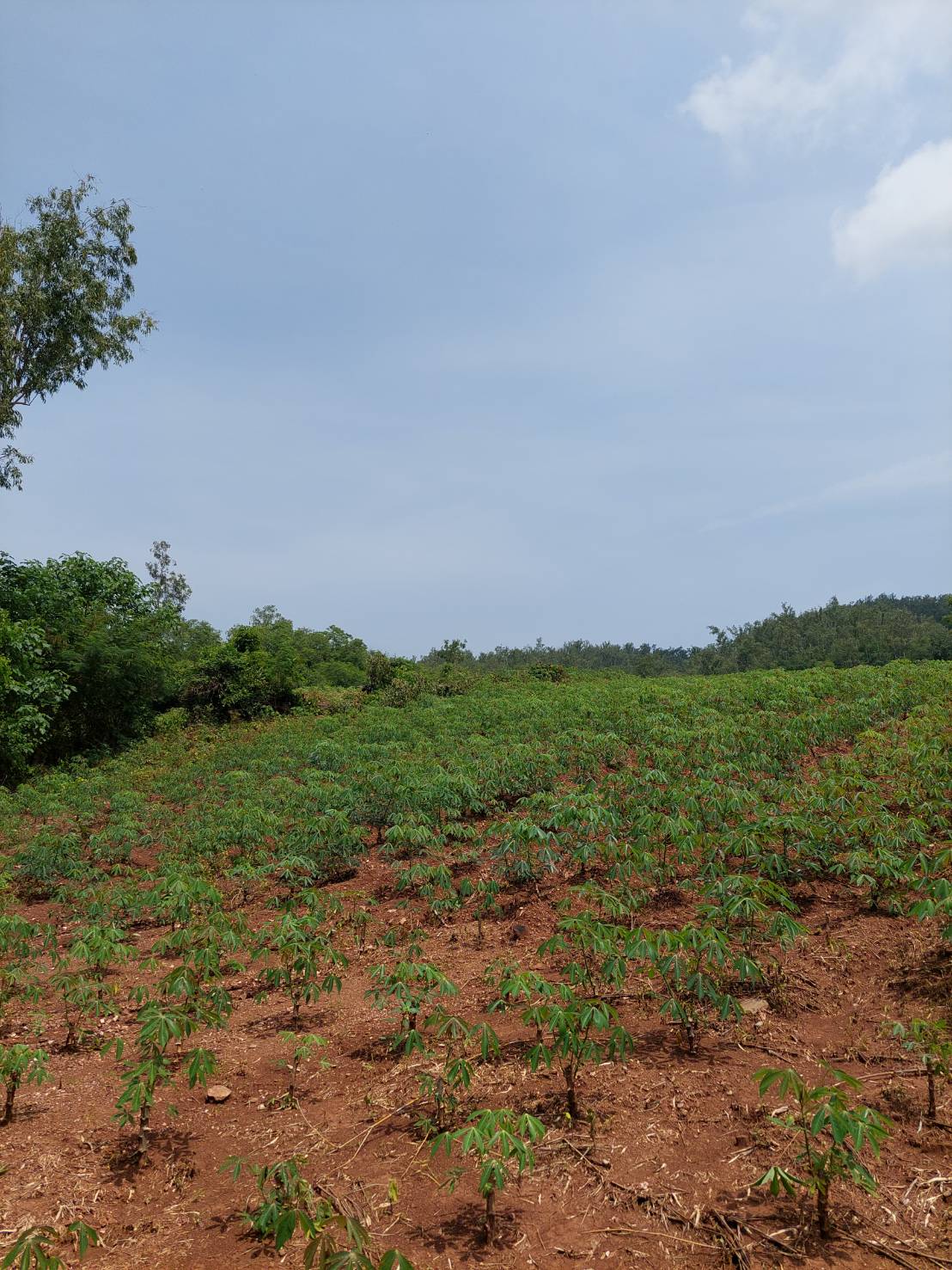 ขาย-ที่ดินเปล่าสวย 10ไร่ 2งาน 96ตรว. ส.ป.ก.4-01 ต.อุดมทรัพย์ อ.วังน้ำเขียว จ.นครราชสีมา