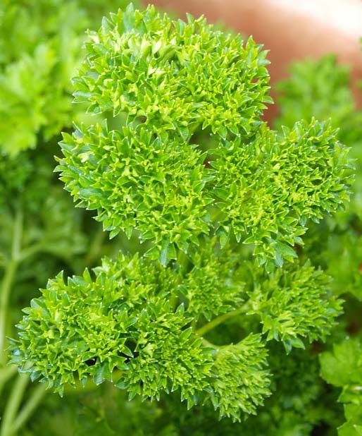 พาร์สเล่ย์ Parsley