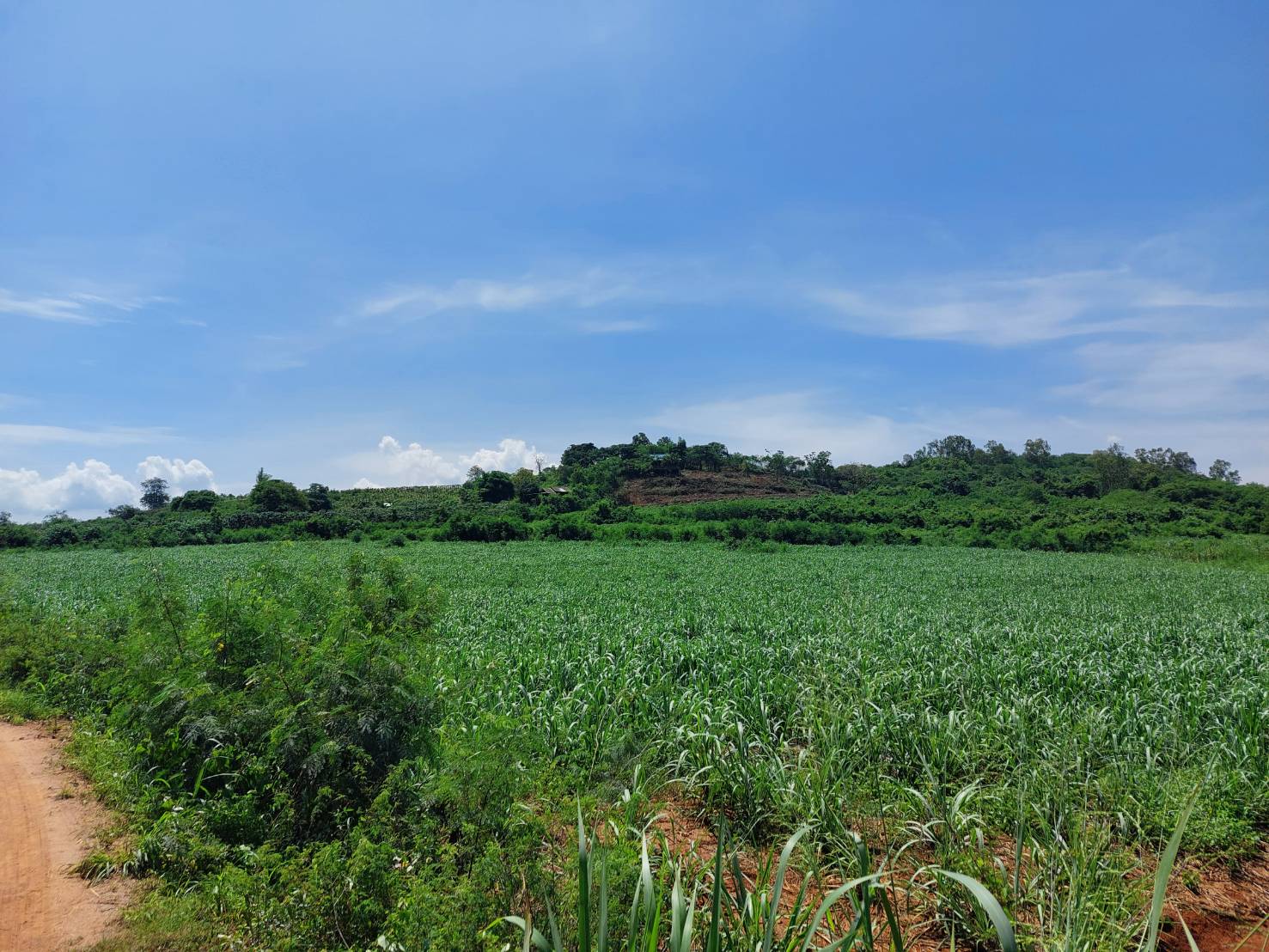 ขาย-ที่ดินเปล่าสวยเขาใหญ่ พื้นที่ 77ไร่ ต..วังไทร อ.ปากช่อง จ.นครราชสีมา