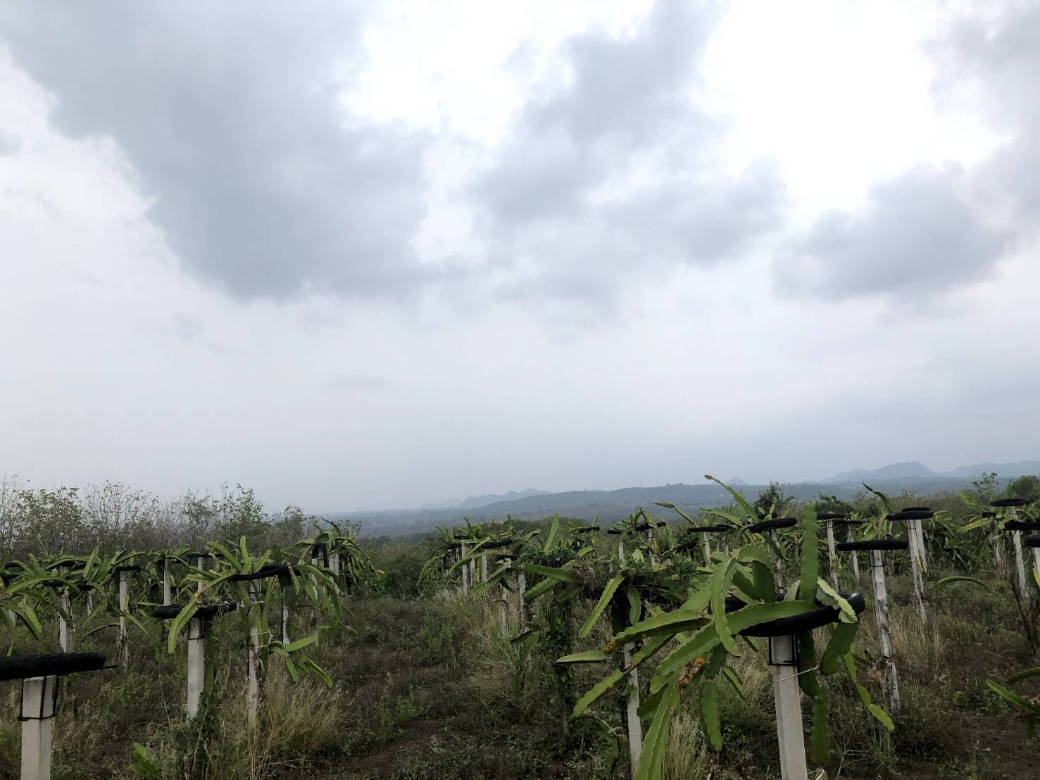 ขาย-ที่ดินเปล่าสวยเขาใหญ่ พื้นที่ 77ไร่ ต..วังไทร อ.ปากช่อง จ.นครราชสีมา