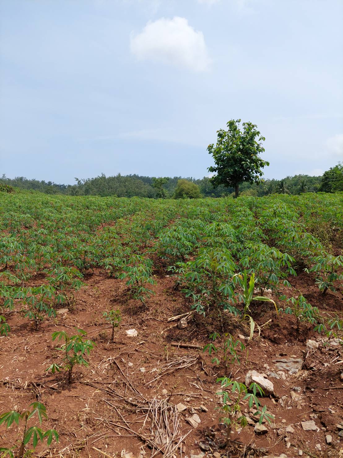 ขาย-ที่ดินเปล่าสวย 10ไร่ 2งาน 96ตรว. ส.ป.ก.4-01 ต.อุดมทรัพย์ อ.วังน้ำเขียว จ.นครราชสีมา